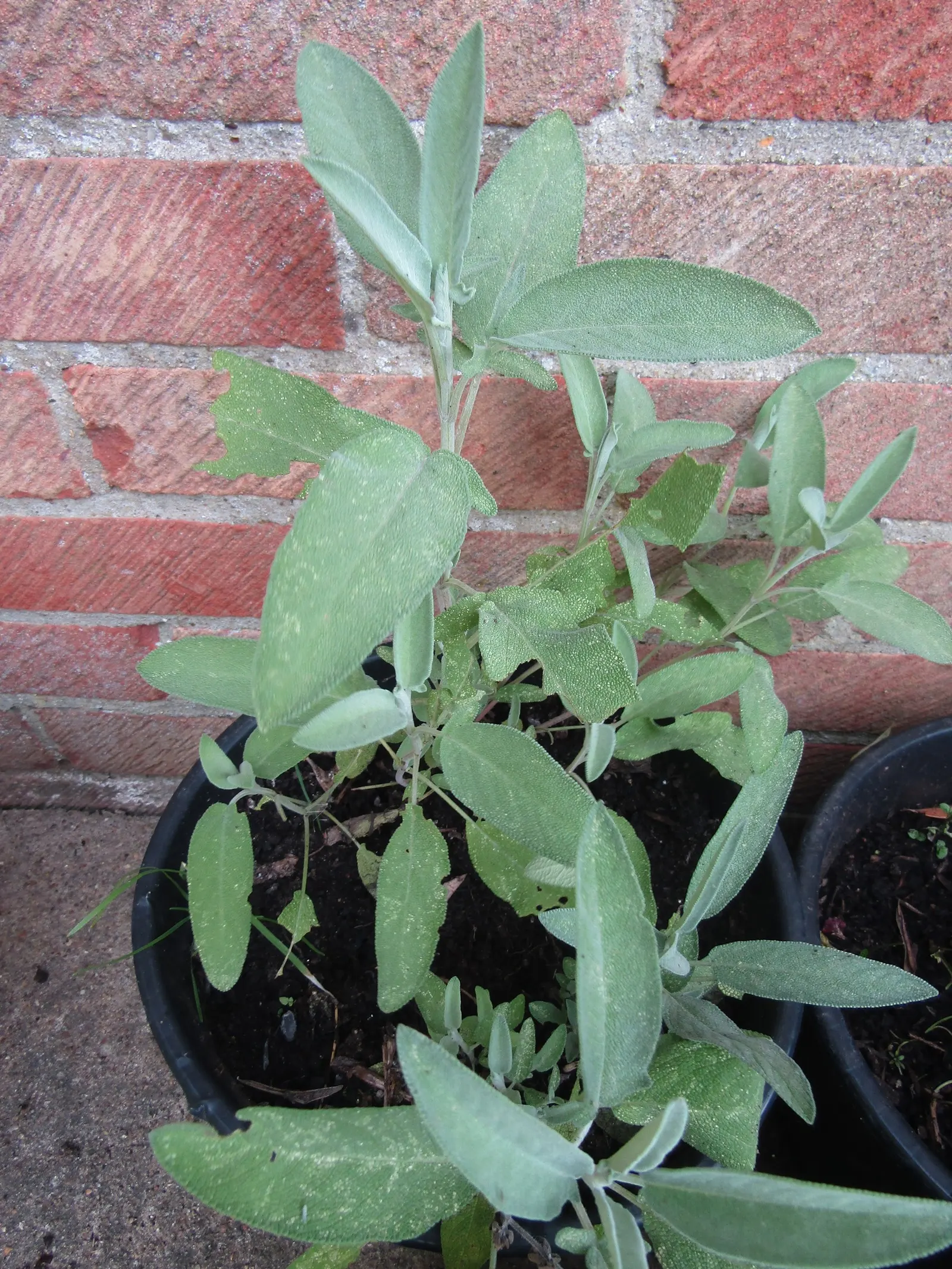 Garden Or Common Sage (Salvia Officinalis) — It's drought-tolerant, deer-resistant, and a favorite in culinary gardens; the plant boasts woody stems, image 74