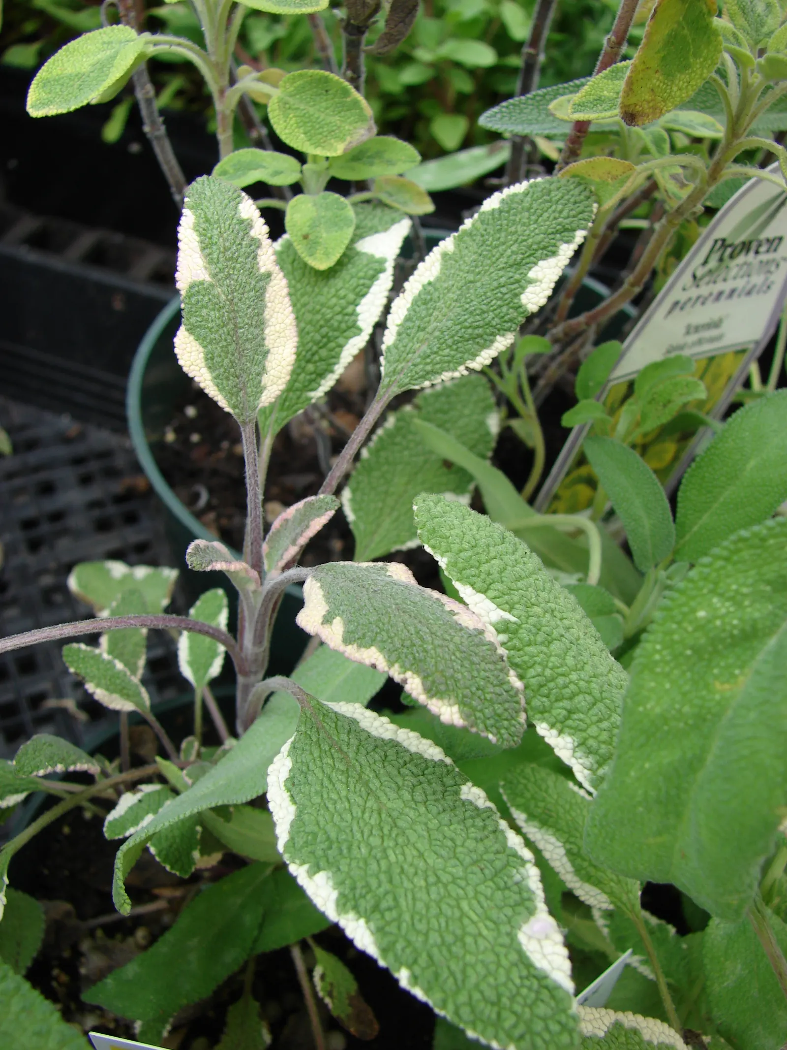 Garden Or Common Sage (Salvia Officinalis) — Renowned for its aromatic foliage, it reaches about 2 feet in height and spreads up to 2 to 3 feet wide; making it