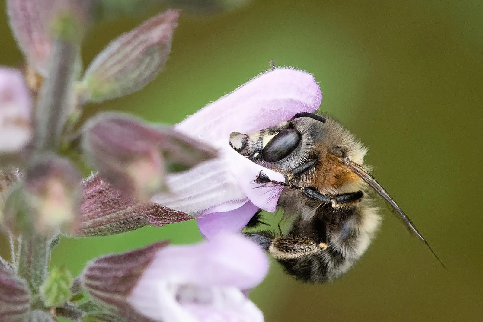 Garden Or Common Sage (Salvia Officinalis) — Sage thrives in full sun and well-drained soils, offering lovely purple blooms in late spring to early, image 50