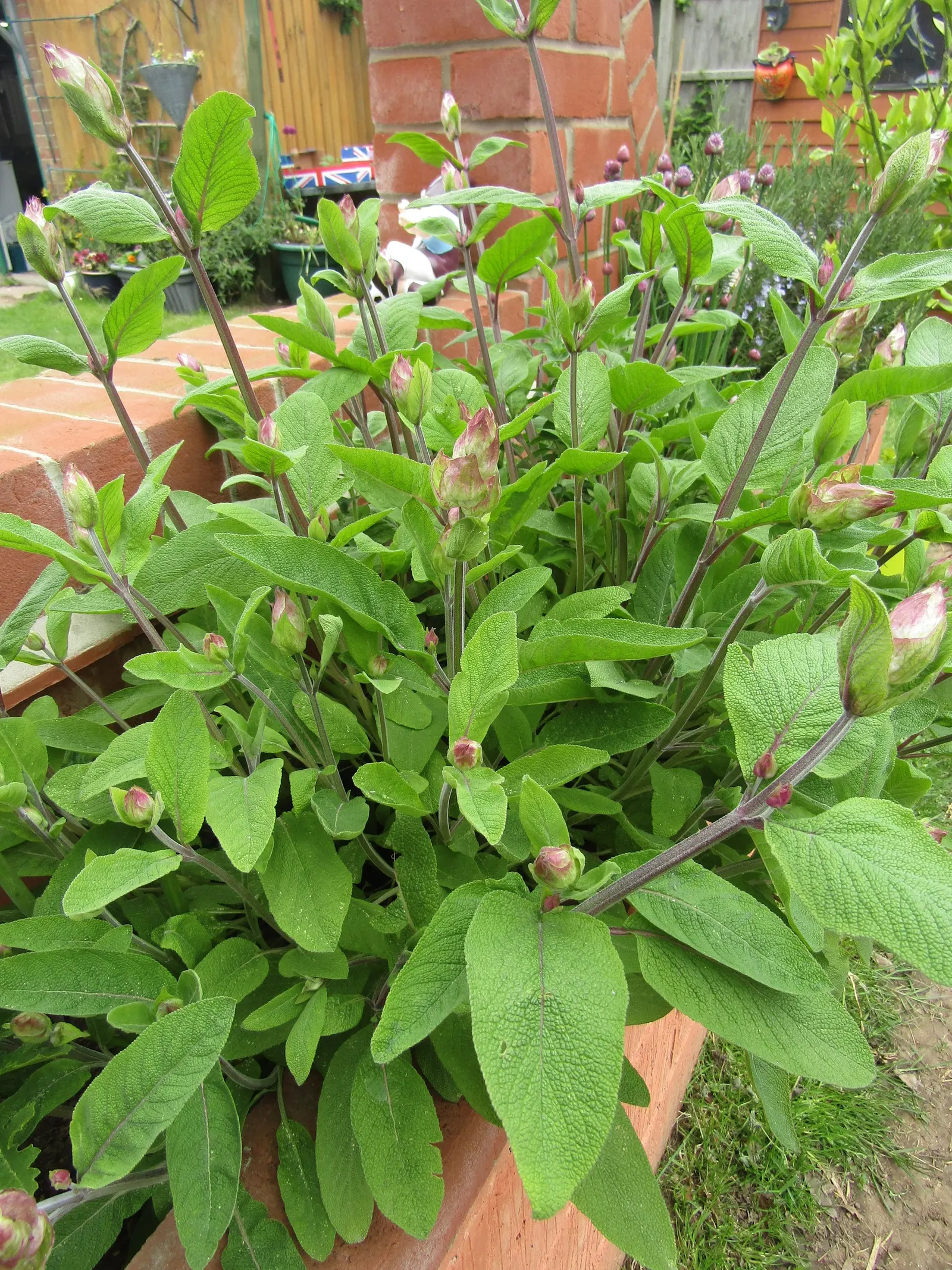 Garden Or Common Sage (Salvia Officinalis) — and hummingbirds.<br><br>Sage prefers well-drained soil and thrives in full sun exposure