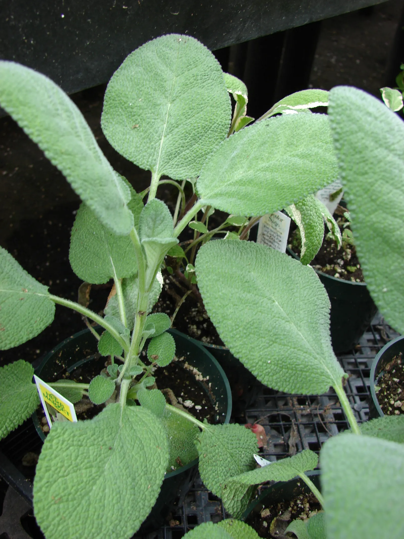 Garden Or Common Sage (Salvia Officinalis) — commonly known as Garden Sage
