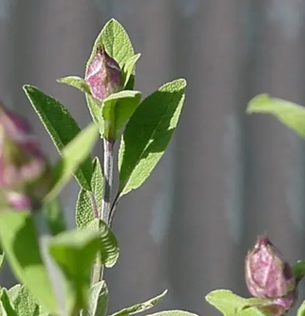 Garden Or Common Sage (Salvia Officinalis) — blue and purple flowers in the garden; evergreen subshrub highly regarded for its culinary