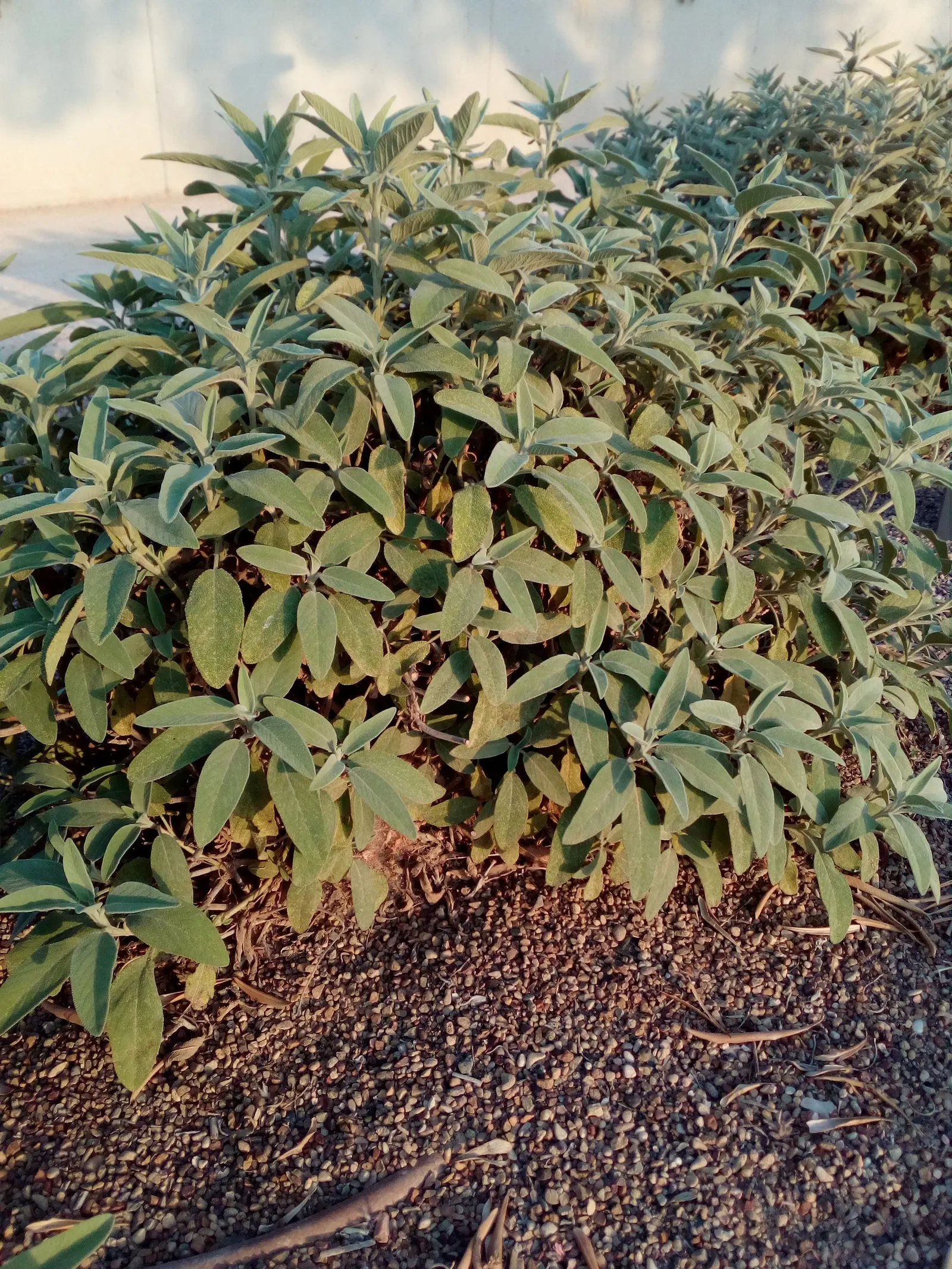 Garden Or Common Sage (Salvia Officinalis) — Its low-maintenance requirements make it an excellent choice for both novice and experienced, image 66