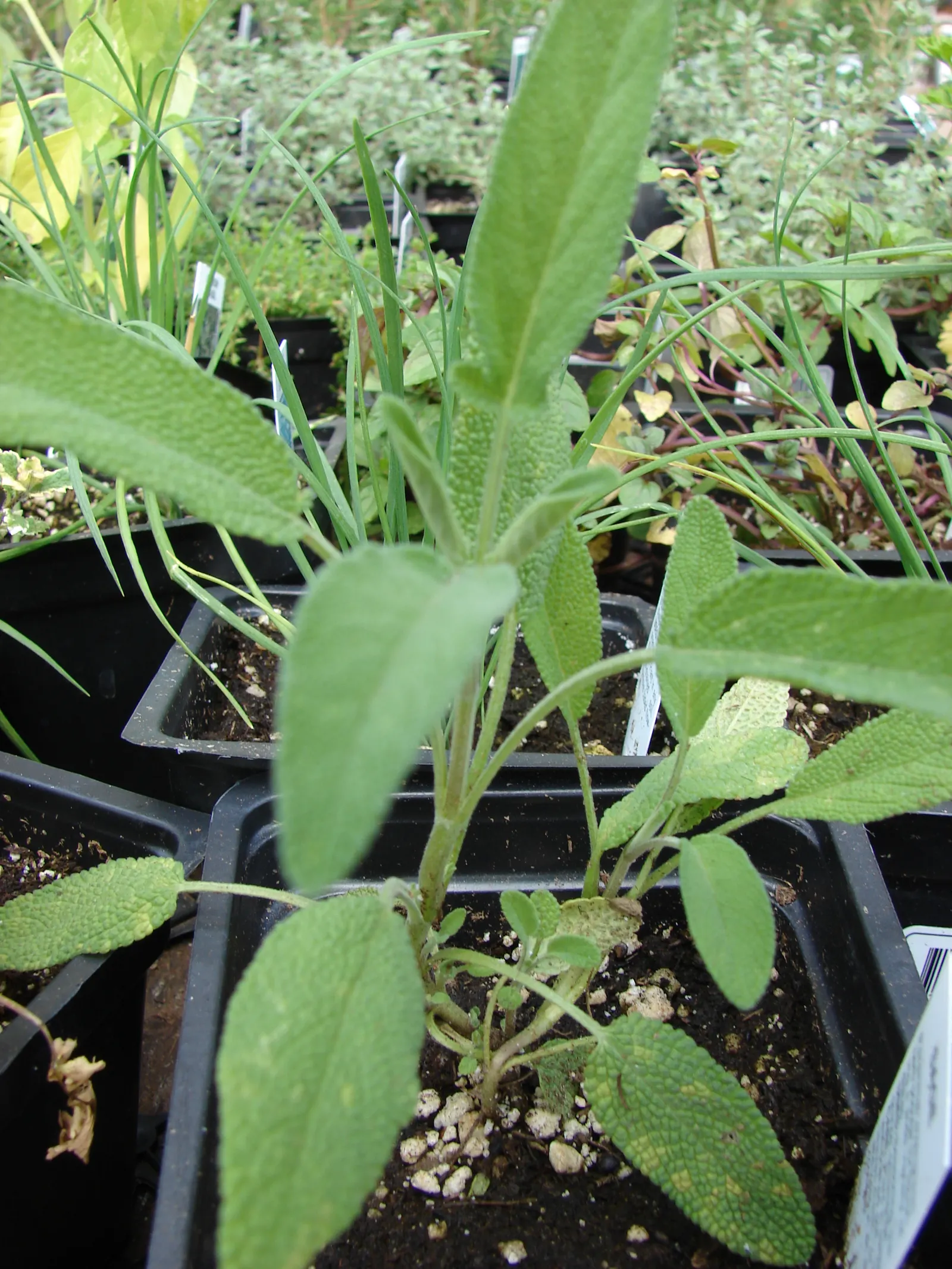 Garden Or Common Sage (Salvia Officinalis) — making it an excellent choice for xeriscaping or water-wise gardens