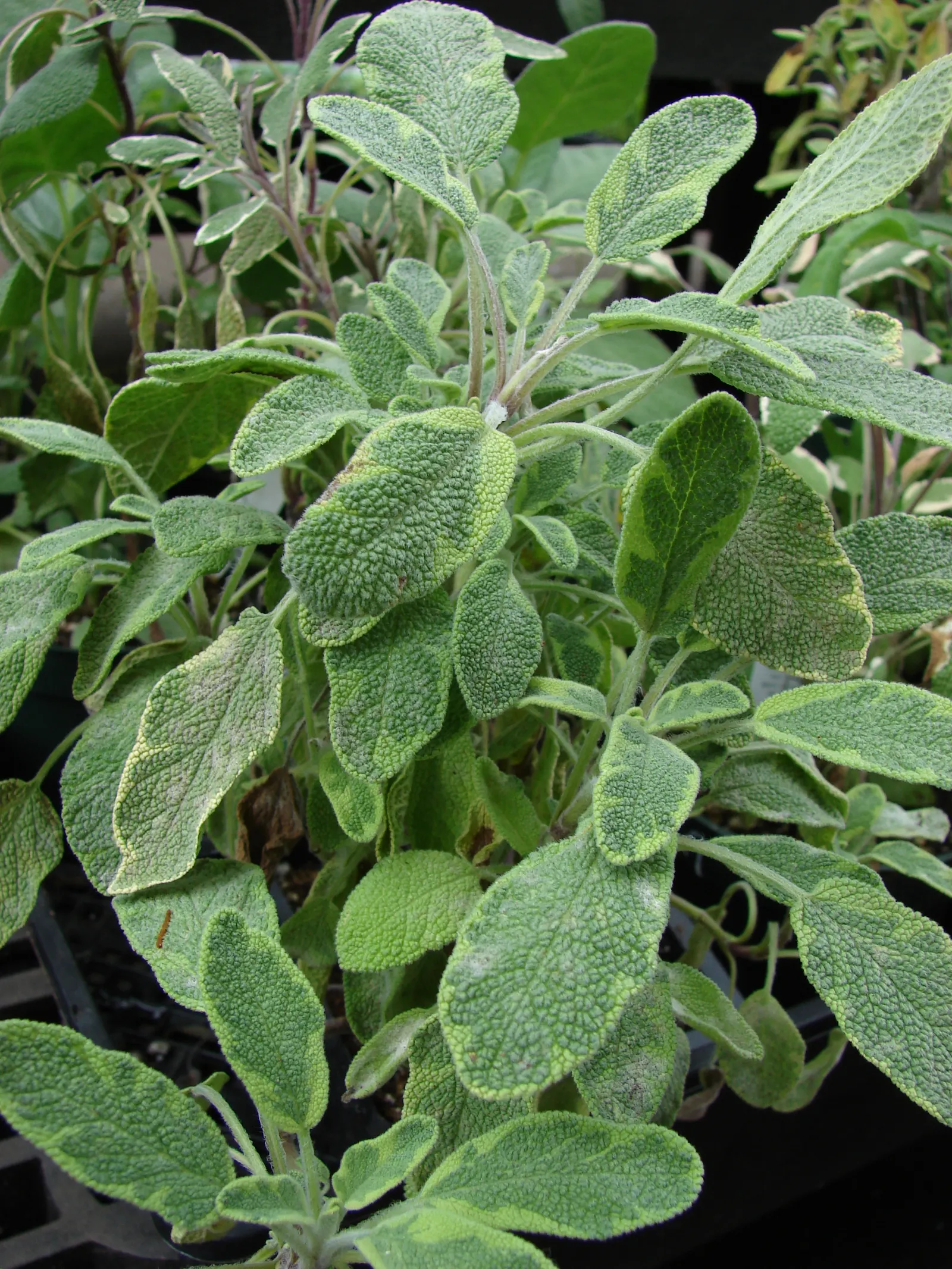Garden Or Common Sage (Salvia Officinalis) — Sage thrives in full sun and well-drained soils, offering lovely purple blooms in late spring to early summer