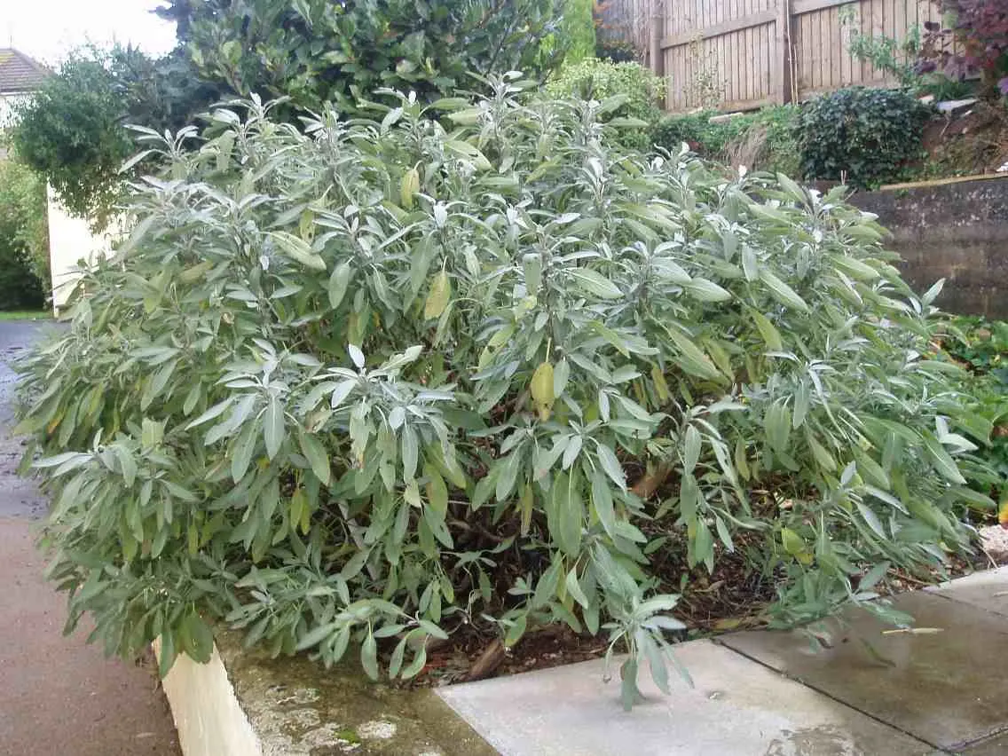 Garden Or Common Sage (Salvia Officinalis) — reaching a height of up to 12 - 18 inches, image 81