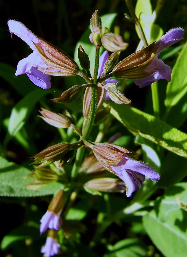 Garden Or Common Sage (Salvia Officinalis) — with a pebbled or slightly wrinkled texture; it's drought-tolerant, deer-resistant, and a favorite in, image 80