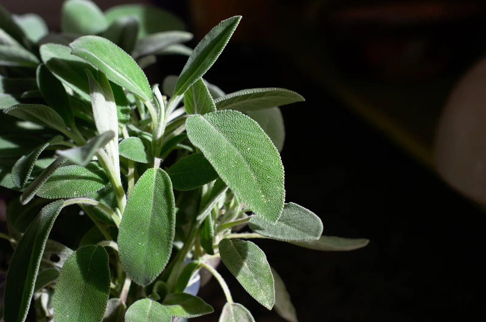 Garden Or Common Sage (Salvia Officinalis) — grayish-green leaves that are approximately 2 to 2.5 inches long