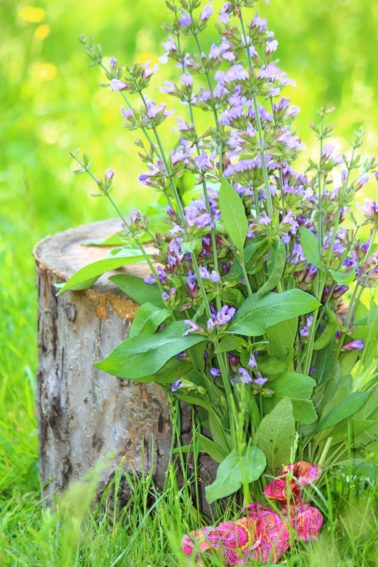 Garden Or Common Sage (Salvia Officinalis) — evergreen subshrub highly regarded for its culinary; as a drought-tolerant plant, image 75