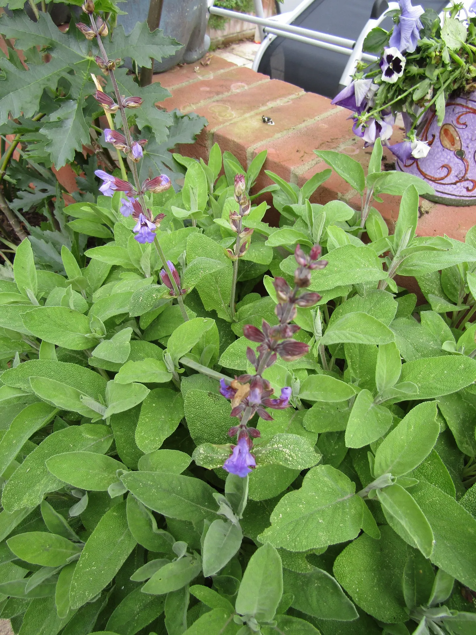 Garden Or Common Sage (Salvia Officinalis) — evergreen subshrub with woody stems and grayish leaves; with a pebbled or slightly wrinkled texture, image 48