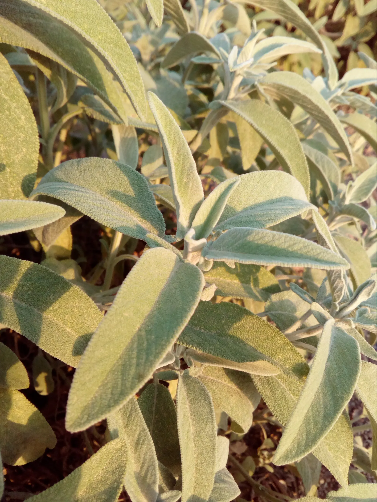 Garden Or Common Sage (Salvia Officinalis) — Renowned for its aromatic foliage, it reaches about 2 feet in height and spreads up to 2 to 3 feet, image 72