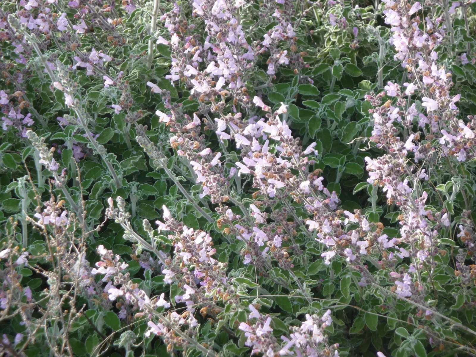 Garden Or Common Sage (Salvia Officinalis) — It typically reaches a mature size of about 24 inches in height and can spread to 24-36 inches wide, image 76