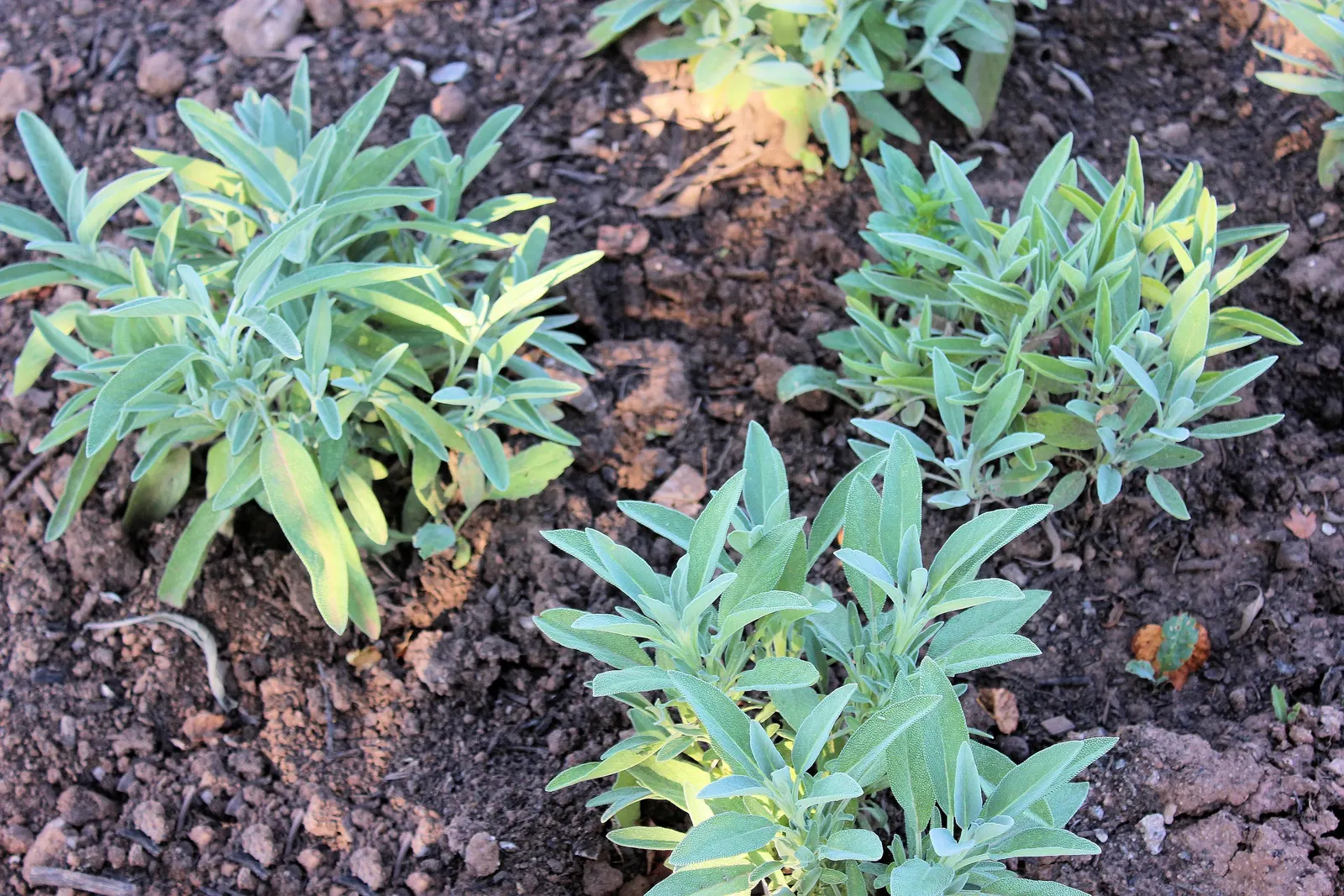 Garden Or Common Sage (Salvia Officinalis) — evergreen subshrub highly regarded for its culinary; as a drought-tolerant plant, image 52