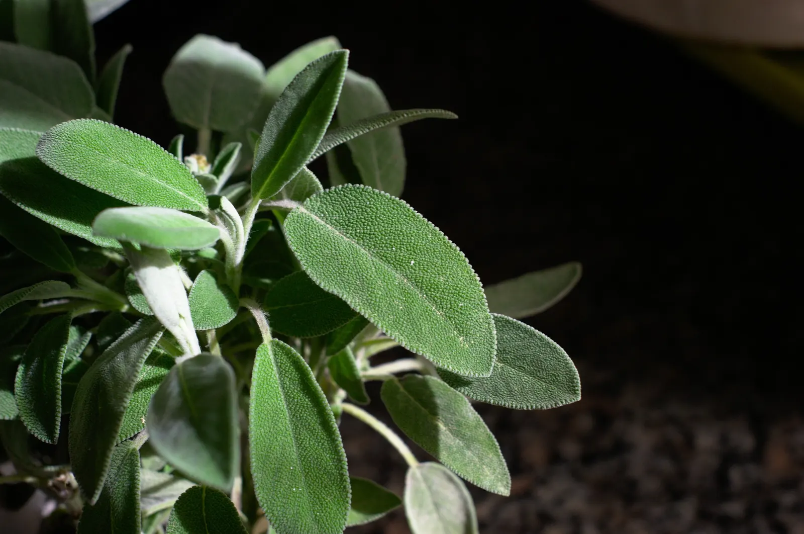 Garden Or Common Sage (Salvia Officinalis) — evergreen subshrub highly regarded for its culinary; as a drought-tolerant plant