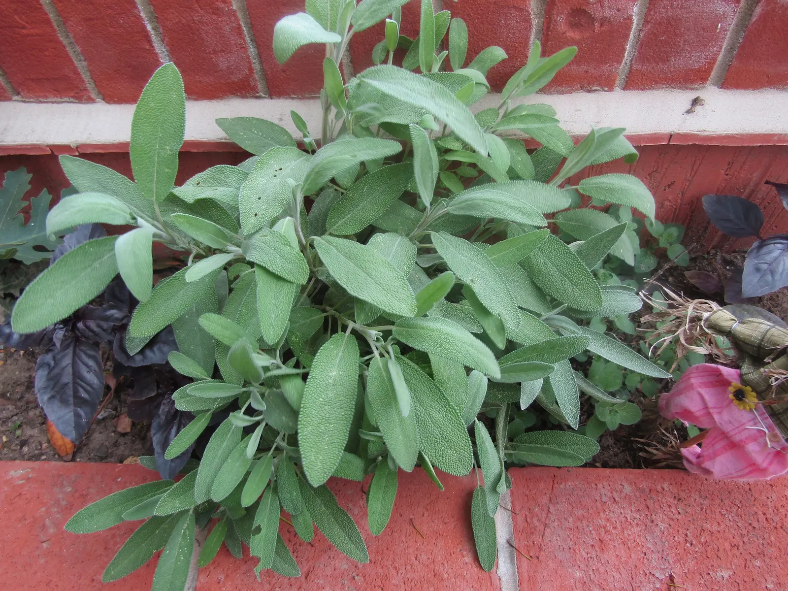 Garden Or Common Sage (Salvia Officinalis) — The plant boasts woody stems