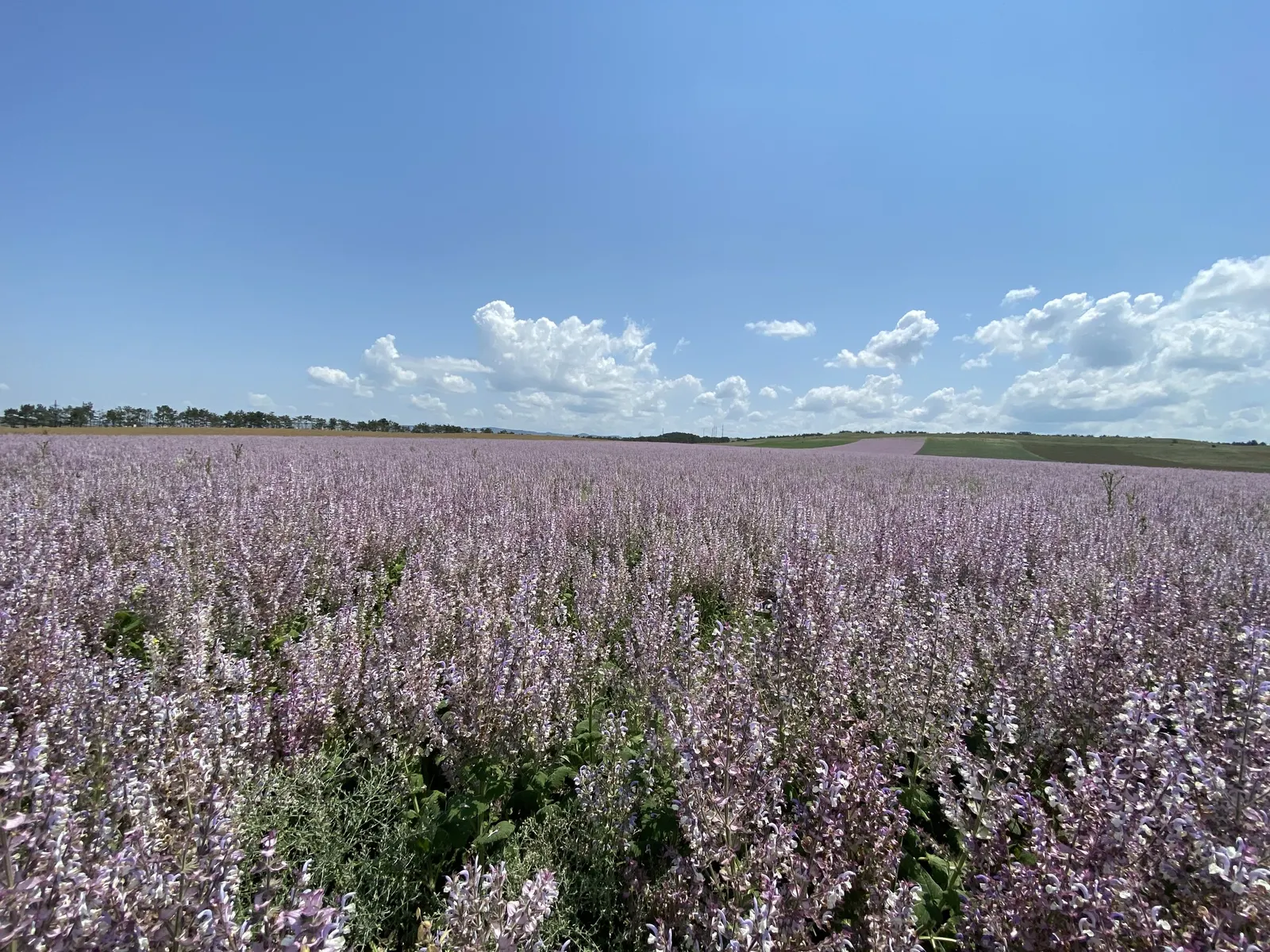 Garden Or Common Sage (Salvia Officinalis) — with a pebbled or slightly wrinkled texture; it's drought-tolerant, deer-resistant, and a favorite in, image 57