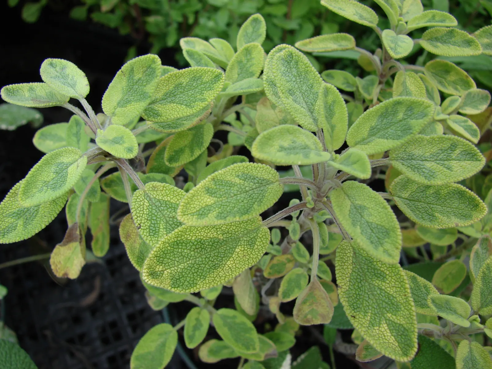 Garden Or Common Sage (Salvia Officinalis) — reaching a height of up to 12 - 18 inches