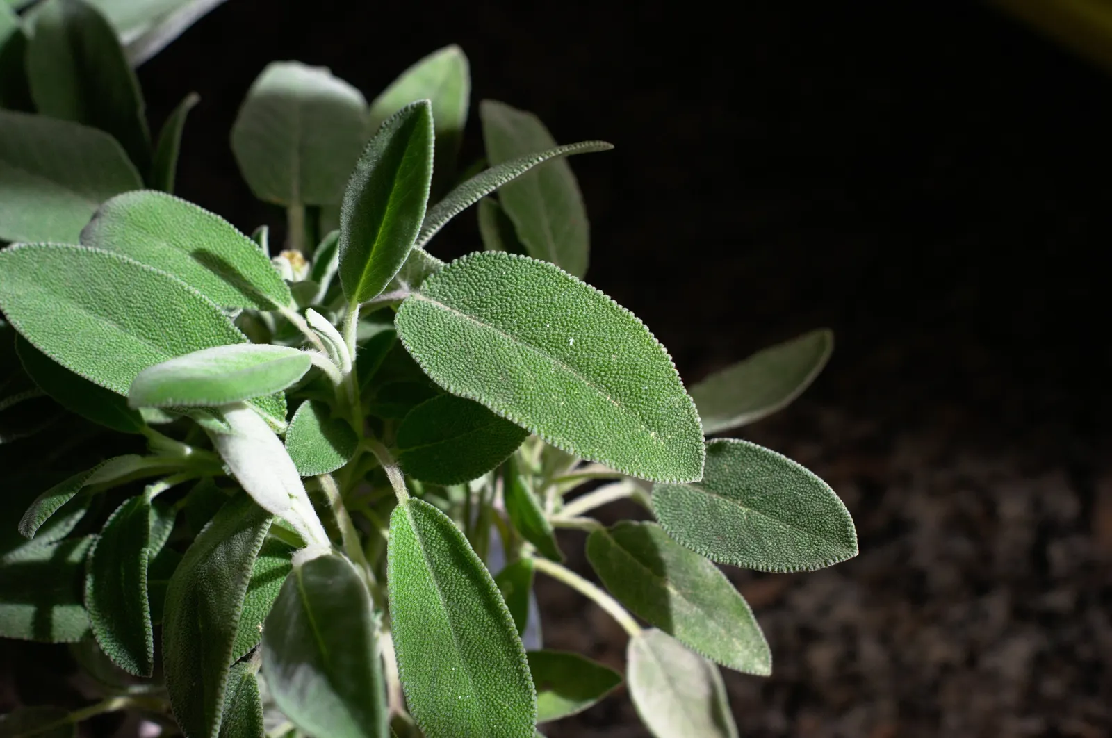 Garden Or Common Sage (Salvia Officinalis) — It is hardy in USDA Zones 5 to 9, tolerating temperatures down to -20&deg;F