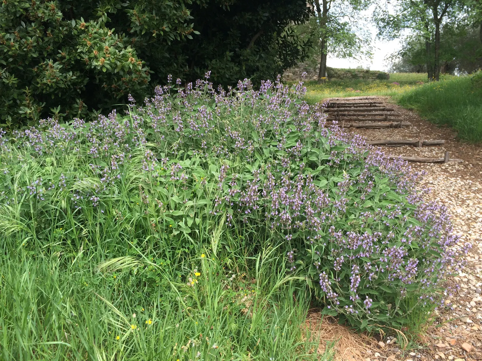 Garden Or Common Sage (Salvia Officinalis) — commonly known as Garden Sage; sage thrives in full sun and well-drained soils, offering lovely purple, image 70