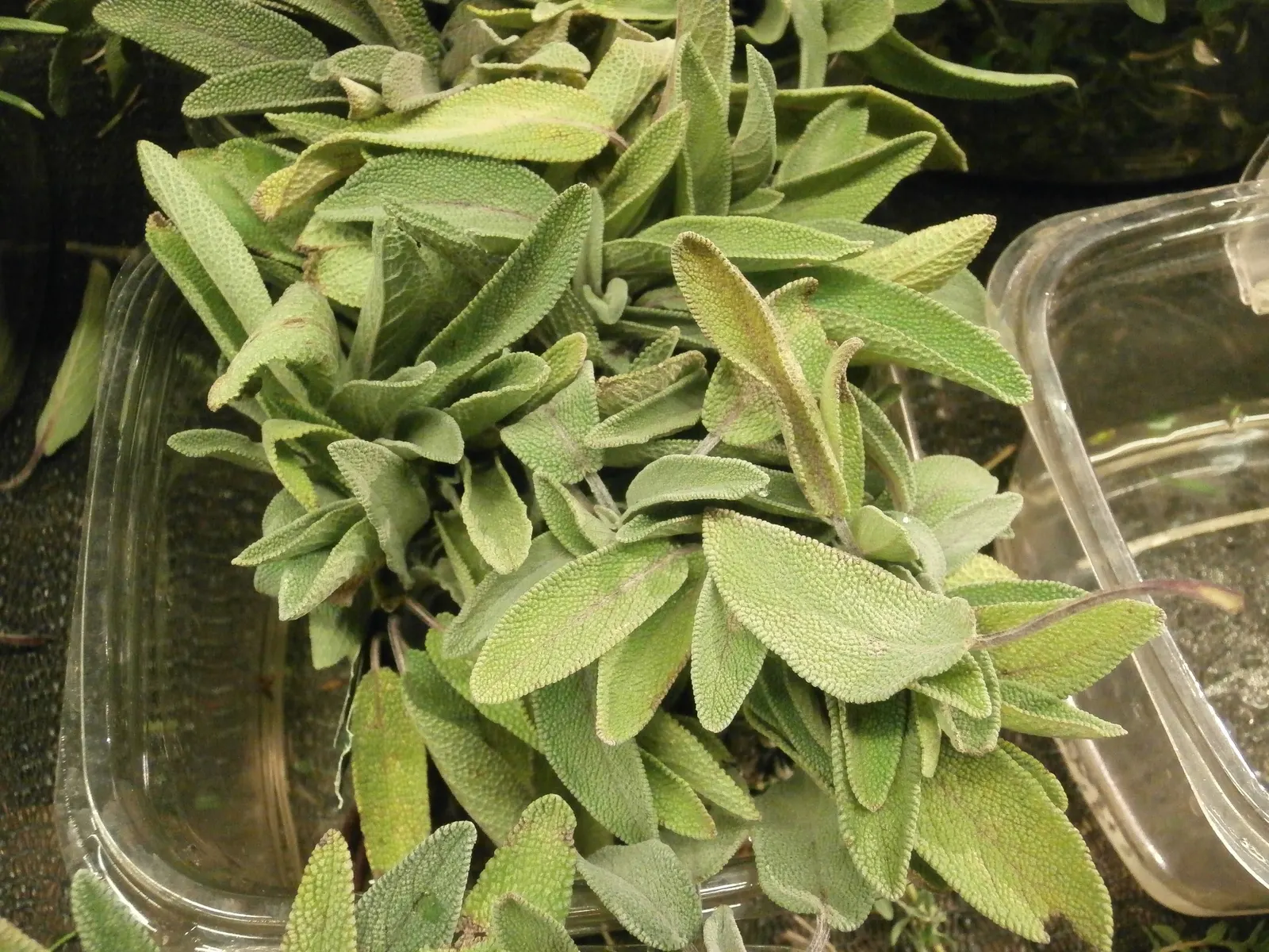 Garden Or Common Sage (Salvia Officinalis) — it requires minimal water; commonly known as Garden Sage