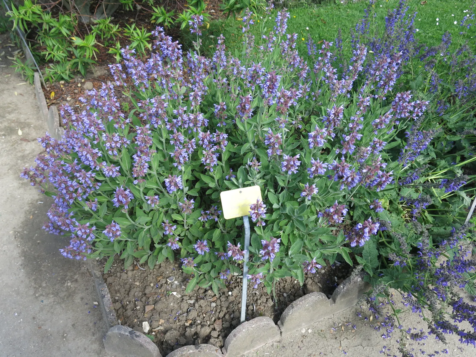 Garden Or Common Sage (Salvia Officinalis) — making it an excellent choice for xeriscaping or water-wise gardens; but size can vary with growing conditions