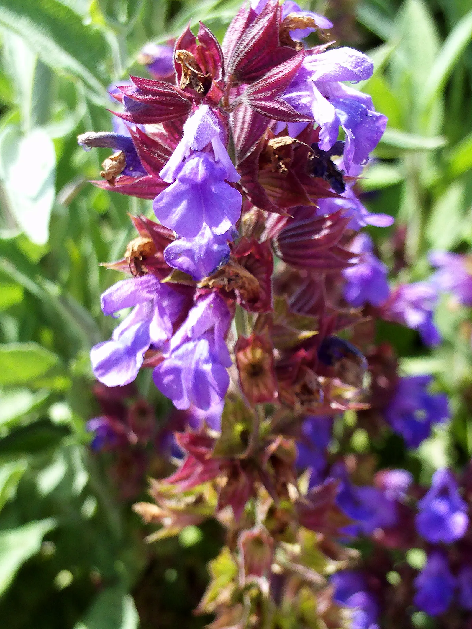 Garden Or Common Sage (Salvia Officinalis) — commonly known as Garden Sage; sage thrives in full sun and well-drained soils, offering lovely purple, image 47