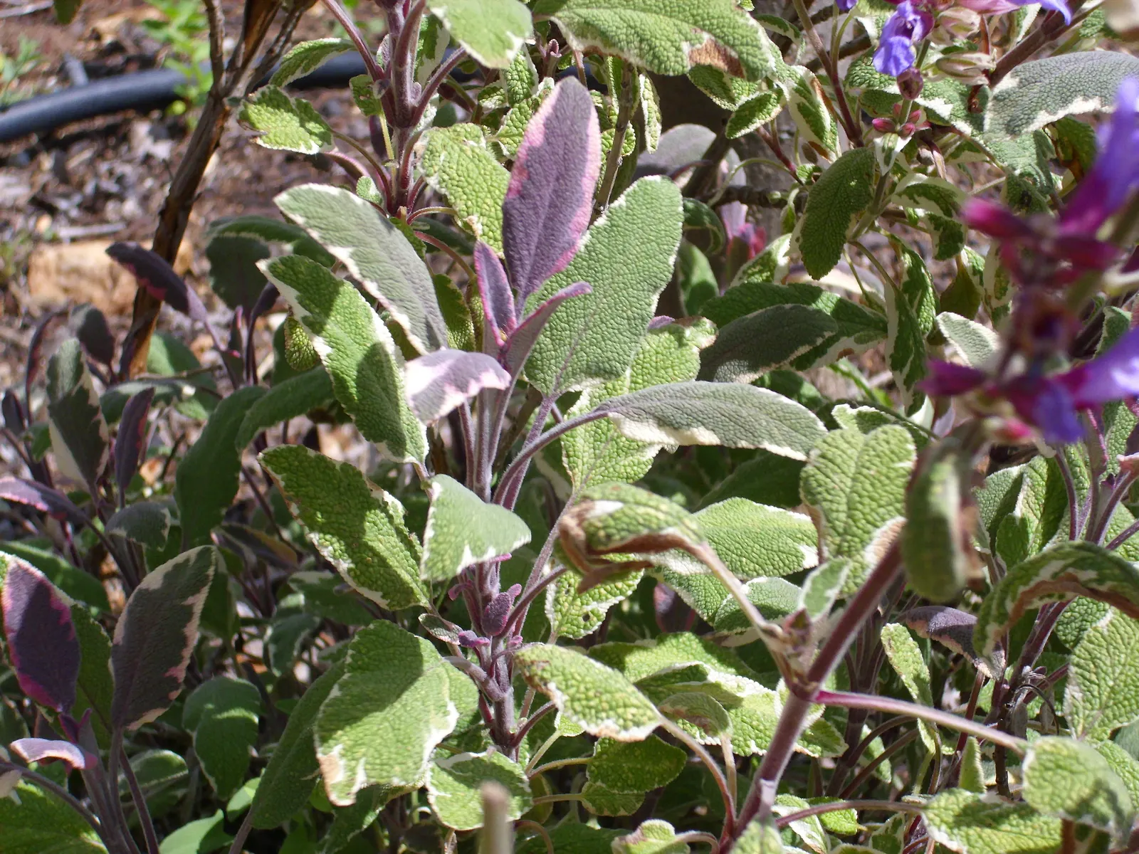 Garden Or Common Sage (Salvia Officinalis) — while also offering a functional herb for culinary use; it is hardy in USDA Zones 5 to 9, tolerating, image 65