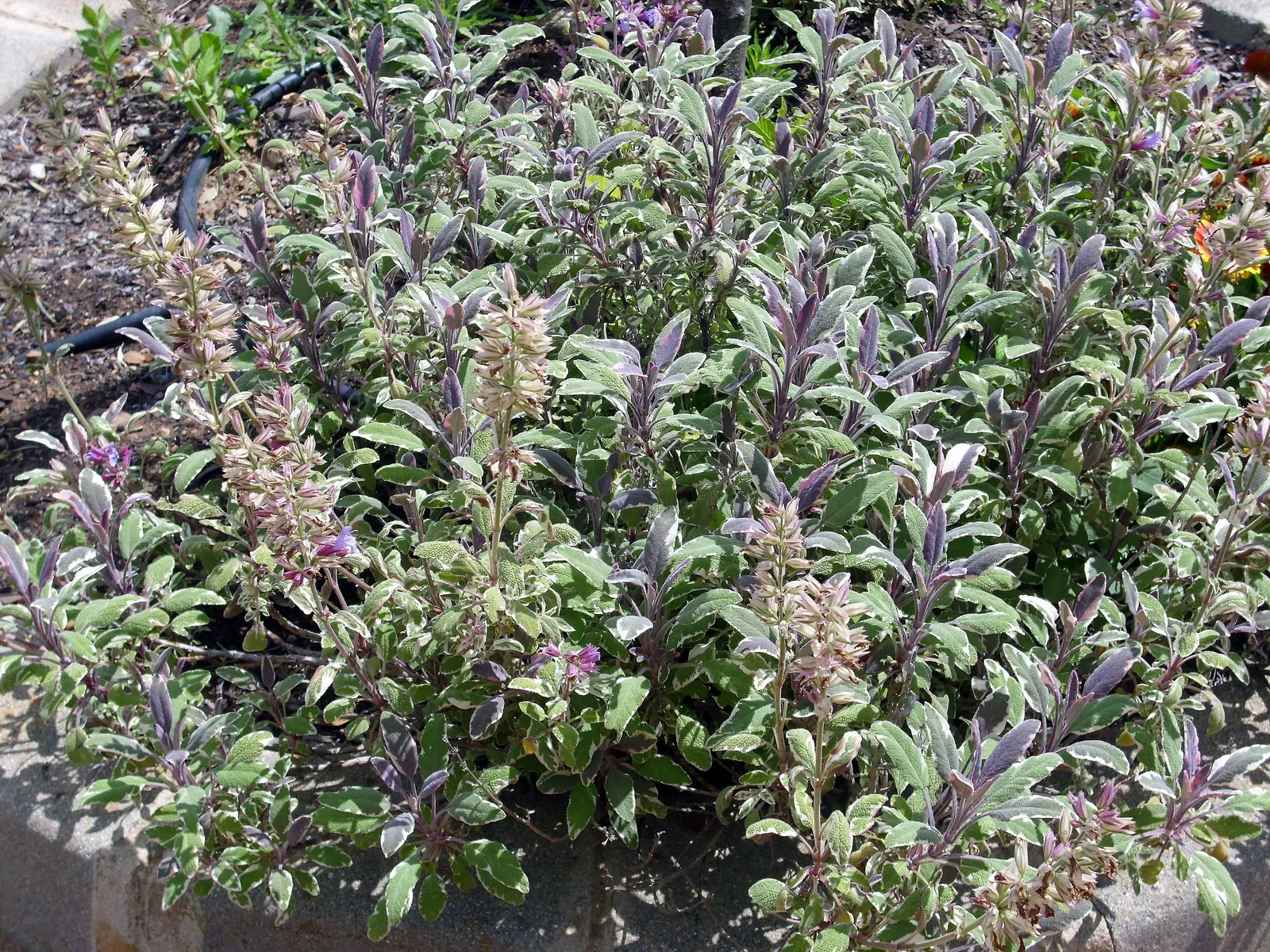 Garden Or Common Sage (Salvia Officinalis) — herb / perennial for full or half; its low-maintenance requirements make it an excellent choice for, image 69