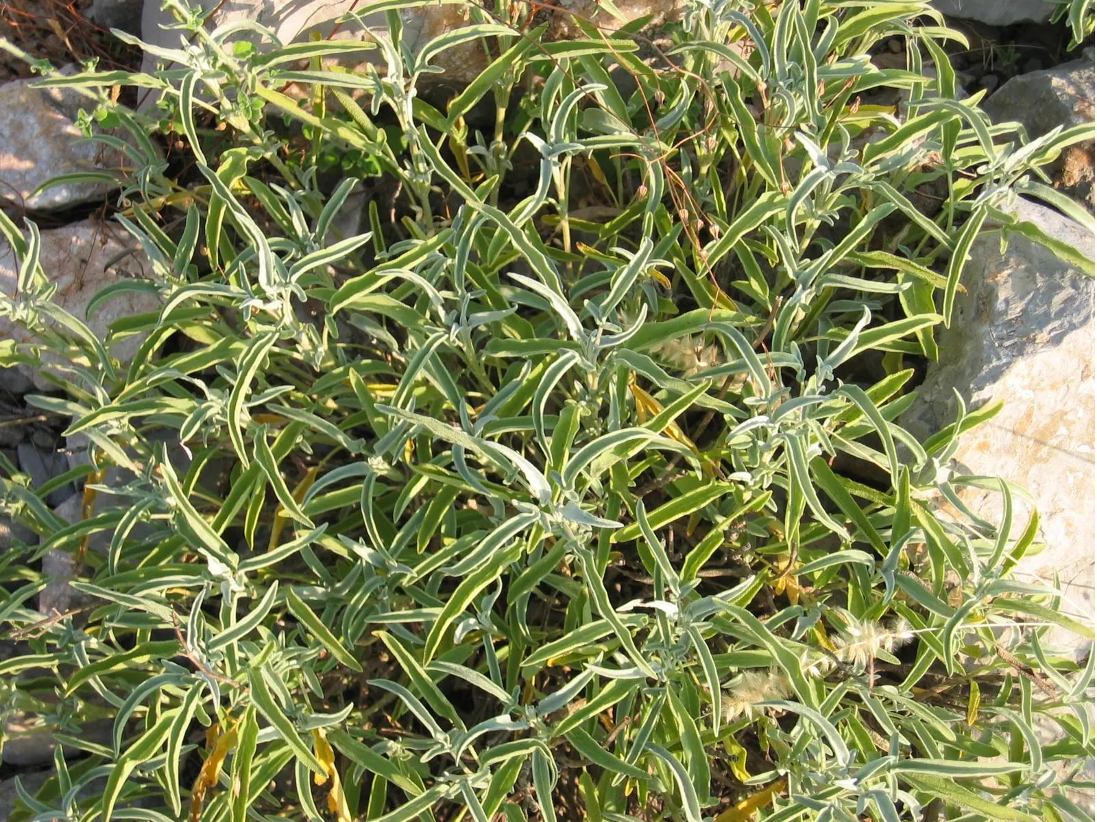 Garden Or Common Sage (Salvia Officinalis) — It's drought-tolerant, deer-resistant, and a favorite in culinary gardens; the plant boasts woody stems
