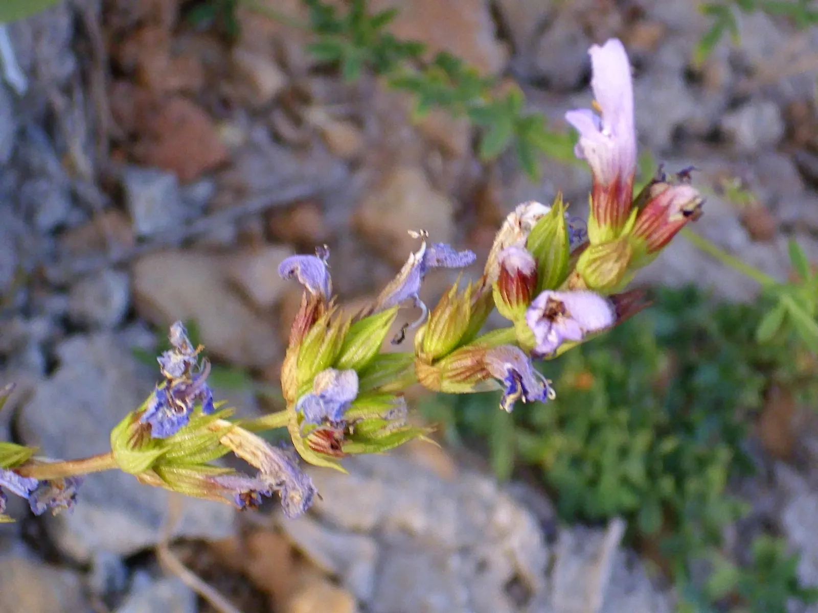 Garden Or Common Sage (Salvia Officinalis) — Its low-maintenance requirements make it an excellent choice for both novice and experienced gardeners; herb /