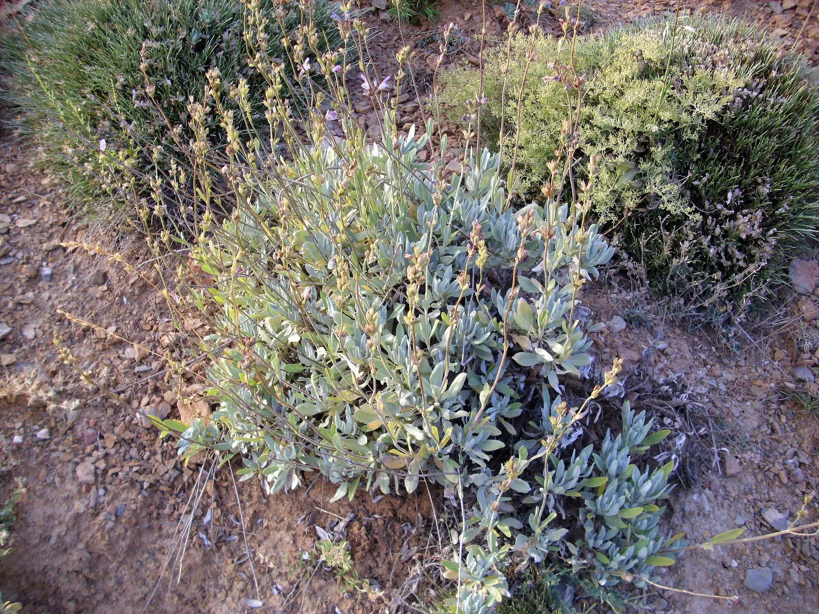 Garden Or Common Sage (Salvia Officinalis) — while also offering a functional herb for culinary use; it is hardy in USDA Zones 5 to 9, tolerating temperatures