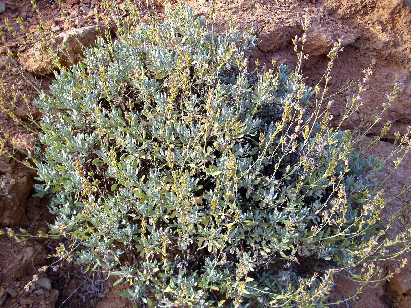 Garden Or Common Sage (Salvia Officinalis) — Renowned for its aromatic foliage, it reaches about 2 feet in height and spreads up to 2 to 3 feet, image 49