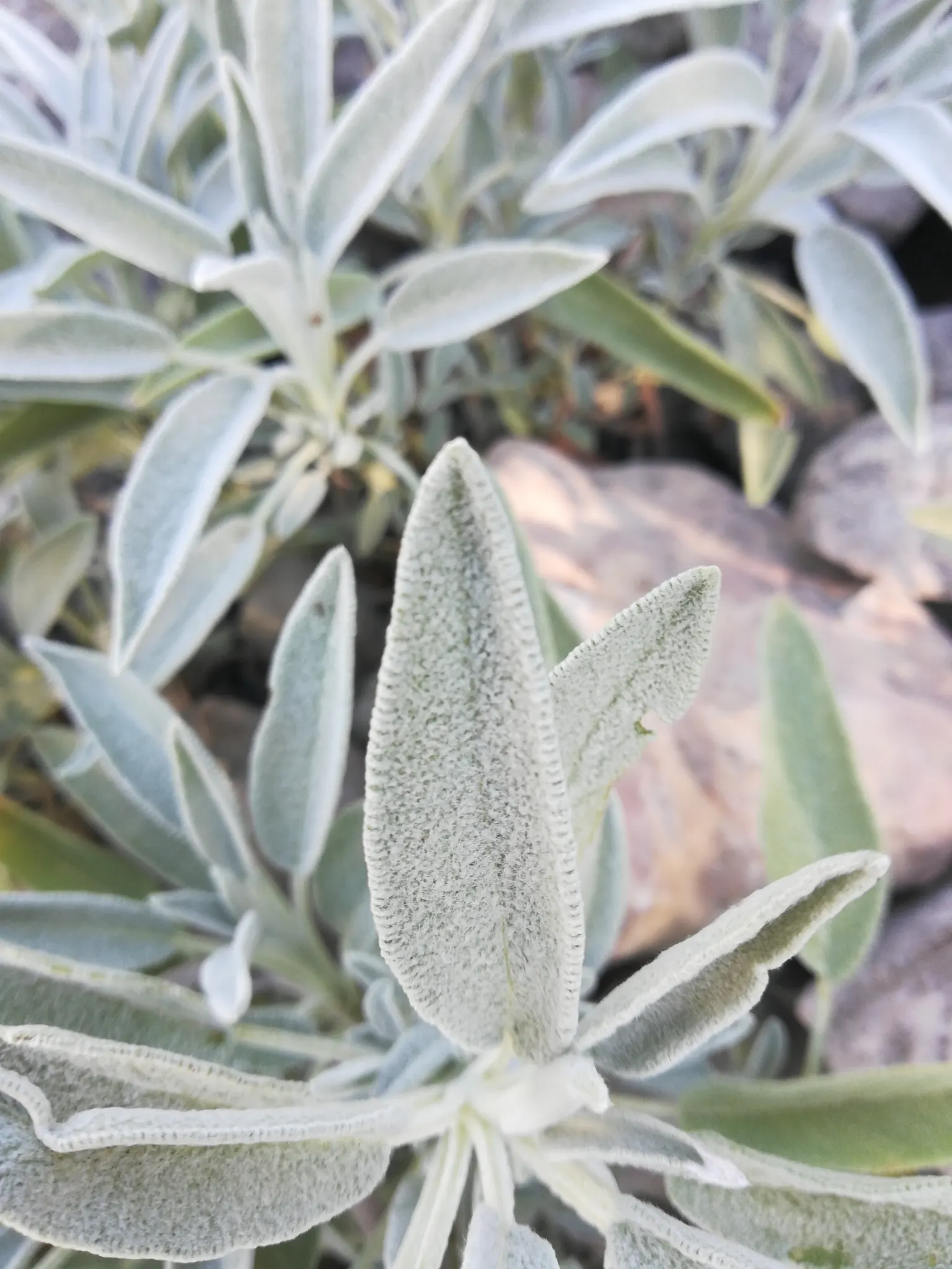 Garden Or Common Sage (Salvia Officinalis) — herb / perennial with blue and purple blooms