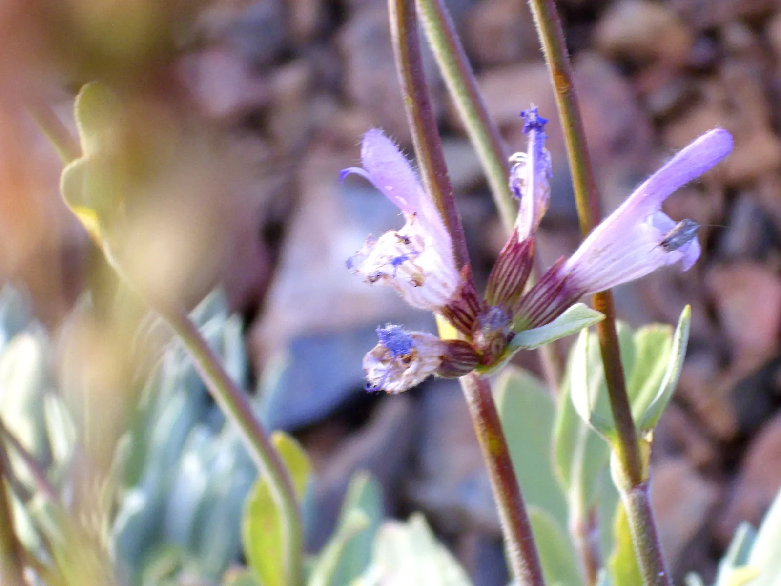 Garden Or Common Sage (Salvia Officinalis) — evergreen subshrub with woody stems and grayish leaves