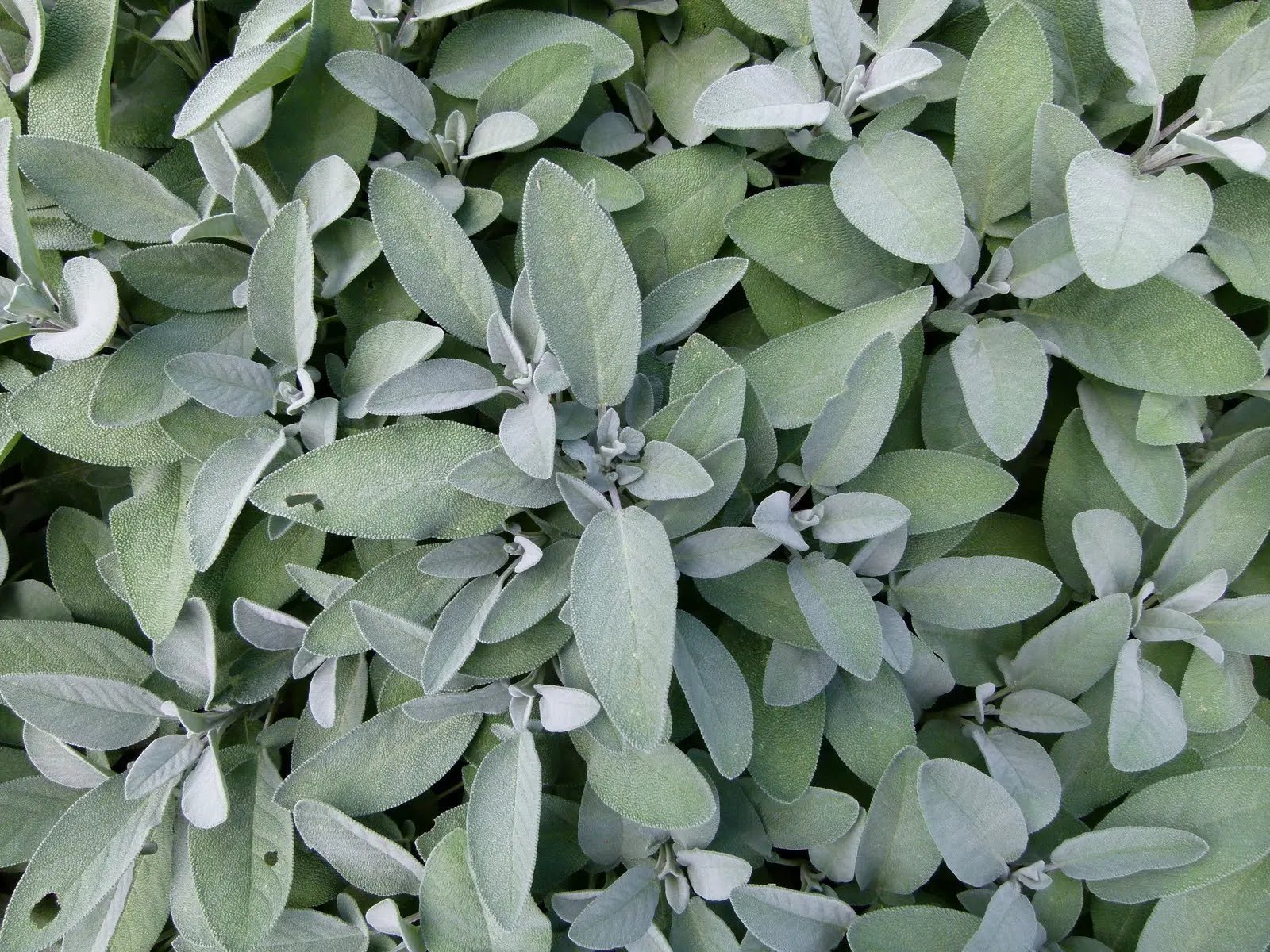 Garden Or Common Sage (Salvia Officinalis) — Sage thrives in full sun and well-drained soils, offering lovely purple blooms in late spring to early, image 27