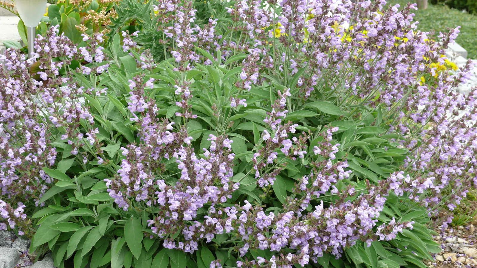 Garden Or Common Sage (Salvia Officinalis) — with a pebbled or slightly wrinkled texture