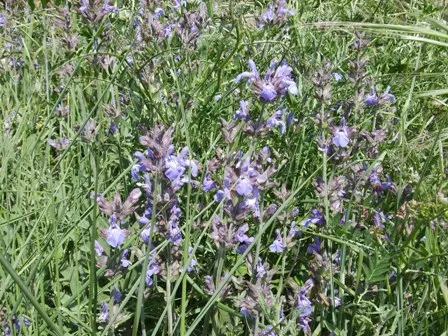 Garden Or Common Sage (Salvia Officinalis) — reaching a height of up to 12 - 18 inches, image 35