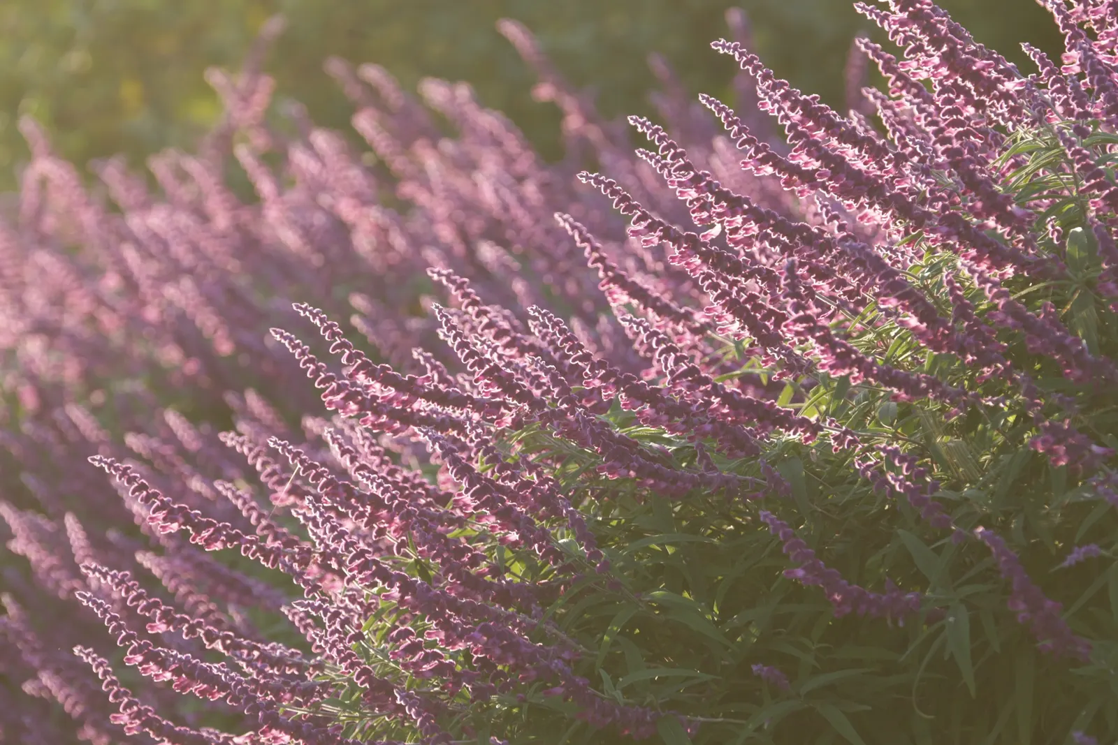 Garden Or Common Sage (Salvia Officinalis) — Its low-maintenance requirements make it an excellent choice for both novice and experienced gardeners
