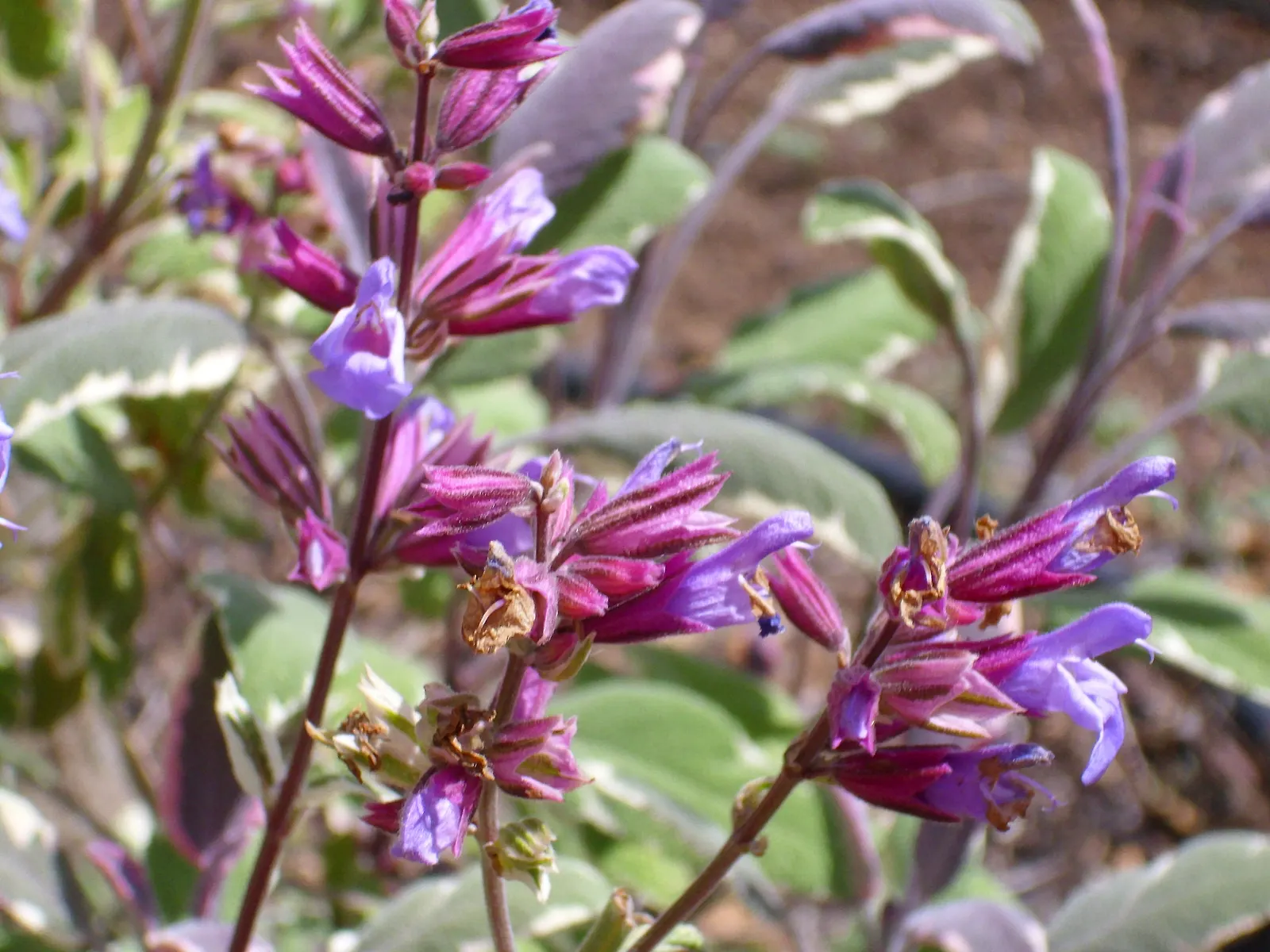 Garden Or Common Sage (Salvia Officinalis) — and hummingbirds.<br><br>Sage prefers well-drained soil and thrives in full sun exposure; while also, image 59