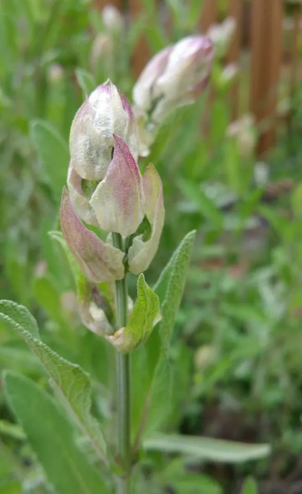 Garden Or Common Sage (Salvia Officinalis) — with a pebbled or slightly wrinkled texture; it's drought-tolerant, deer-resistant, and a favorite in culinary