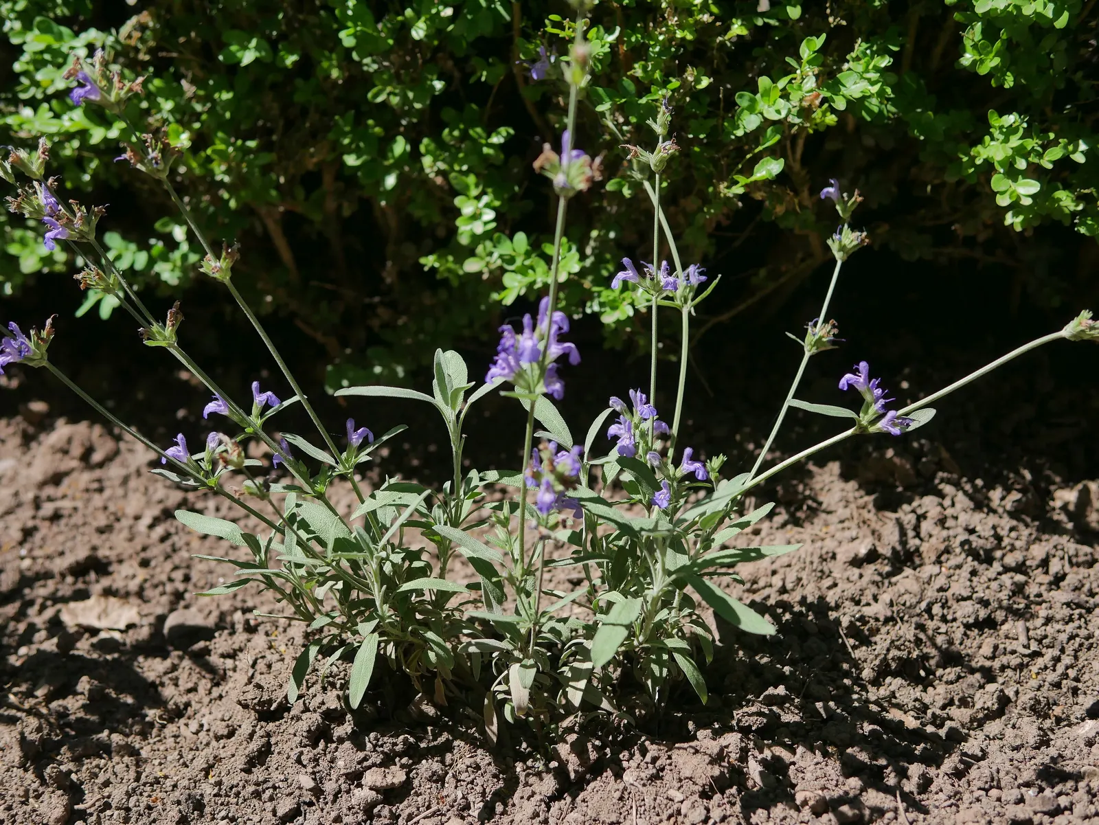 Garden Or Common Sage (Salvia Officinalis) — The plant boasts woody stems; although it can tolerate light shade, image 78