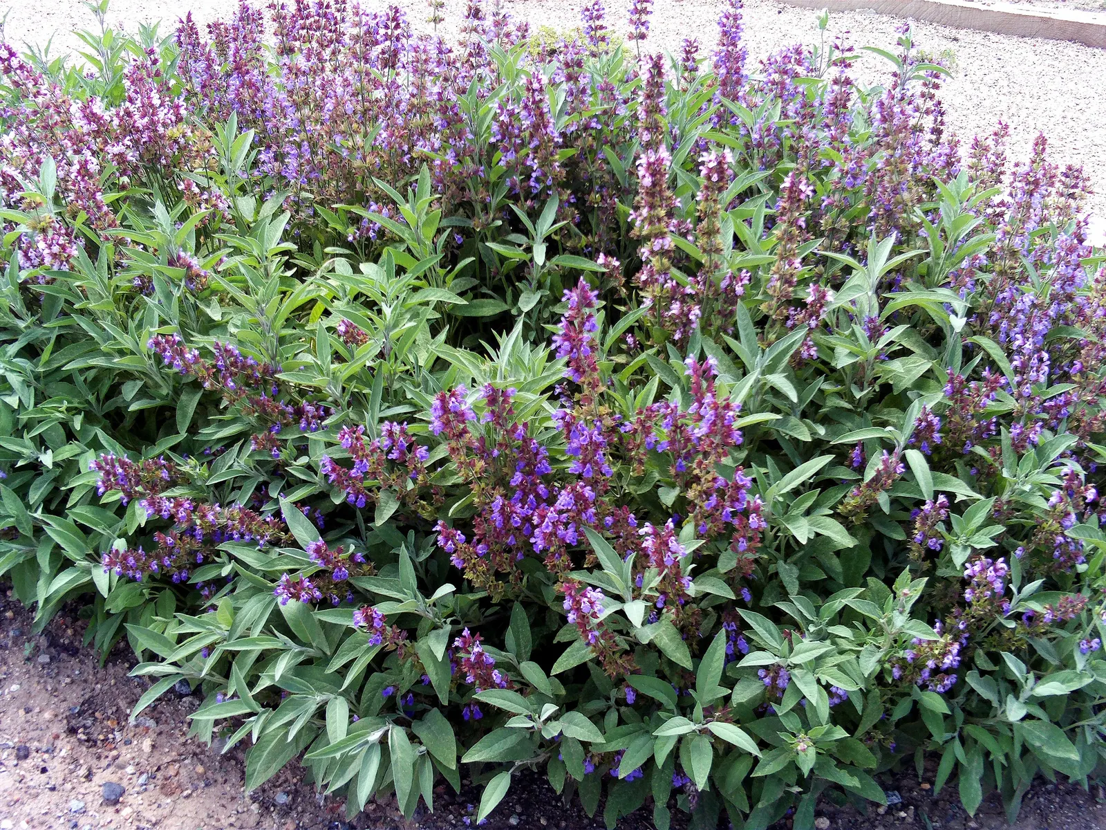 Garden Or Common Sage (Salvia Officinalis) — but size can vary with growing conditions; it typically reaches a mature size of about 24 inches in height and can