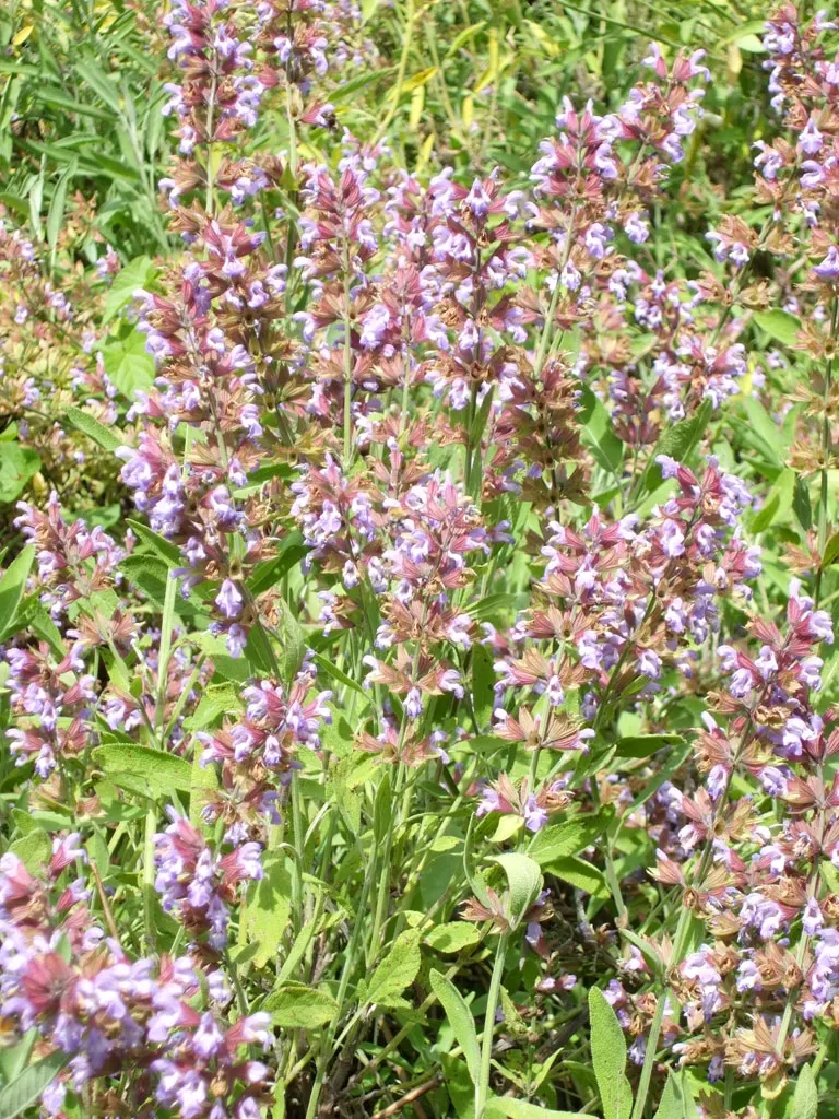 Garden Or Common Sage (Salvia Officinalis) — The plant boasts woody stems; although it can tolerate light shade, image 55