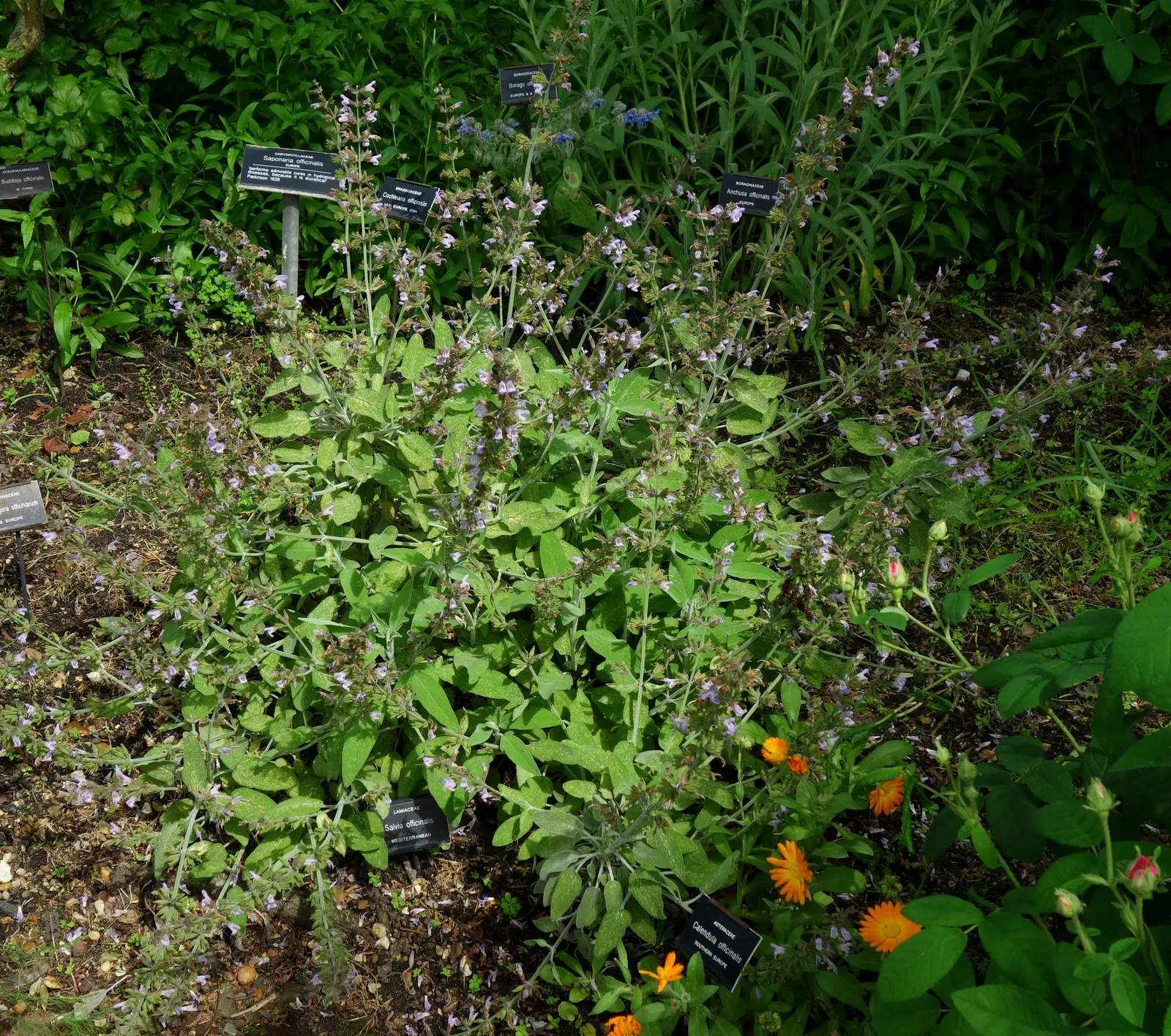 Garden Or Common Sage (Salvia Officinalis) — It typically reaches a mature size of about 24 inches in height and can spread to 24-36 inches wide, image 53