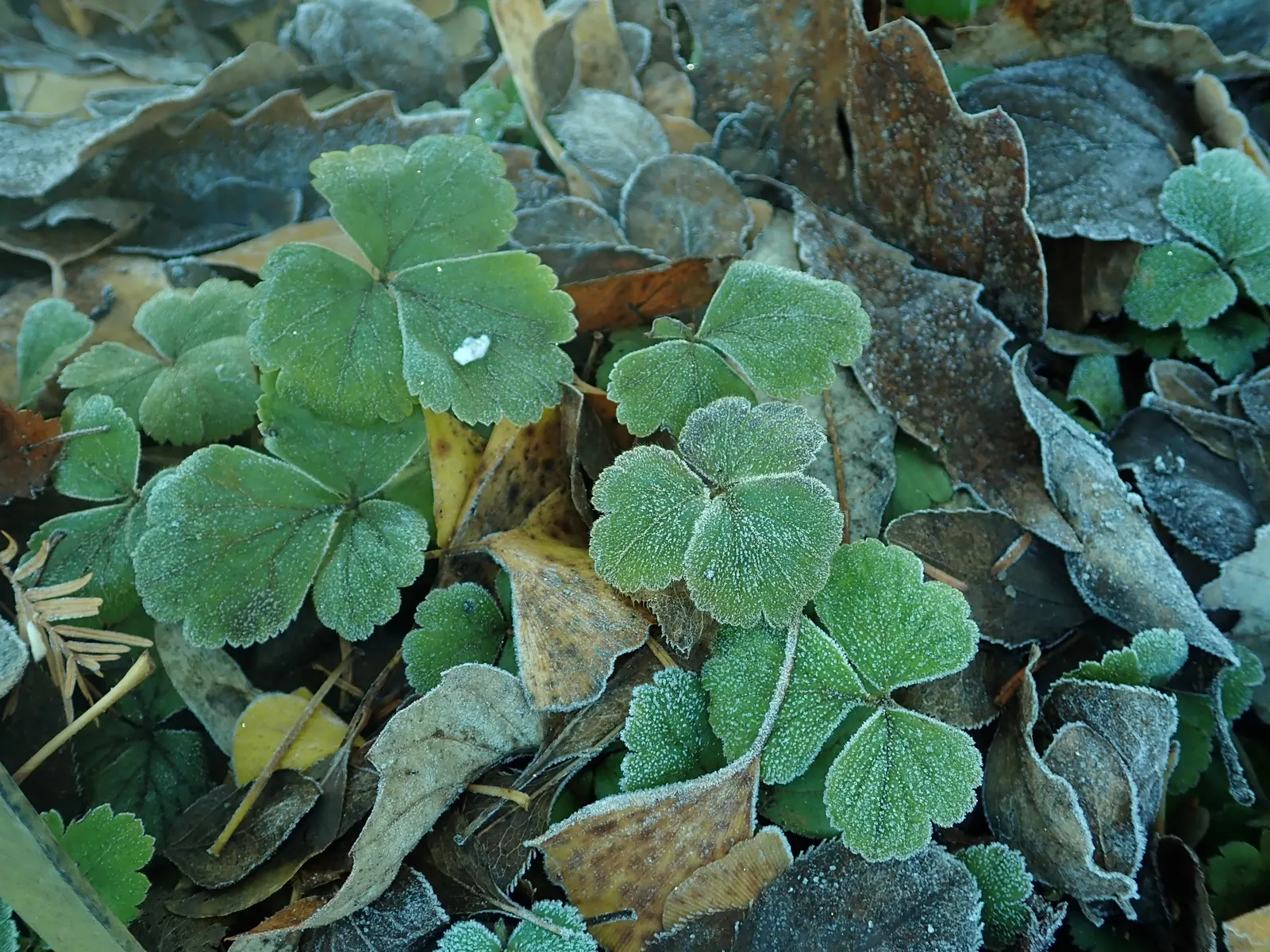 Siberian Barren Strawberry (Waldsteinia Ternata) — glossy leaves and bears yellow flowers in spring