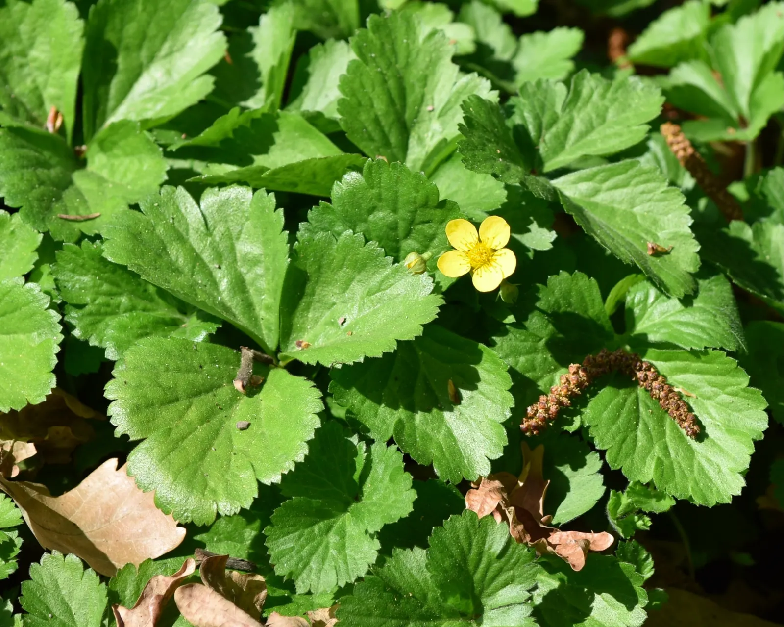 Siberian Barren Strawberry (Waldsteinia Ternata) — making it ideal for low-maintenance landscapes and woodland settings