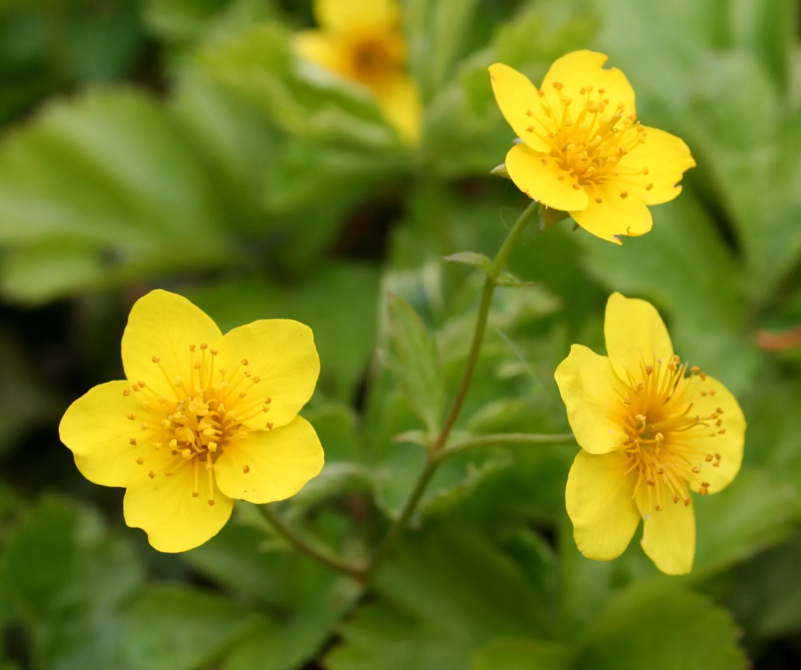 Siberian Barren Strawberry (Waldsteinia Ternata) — and its effectiveness in preventing soil erosion on slopes or in shady wooded areas