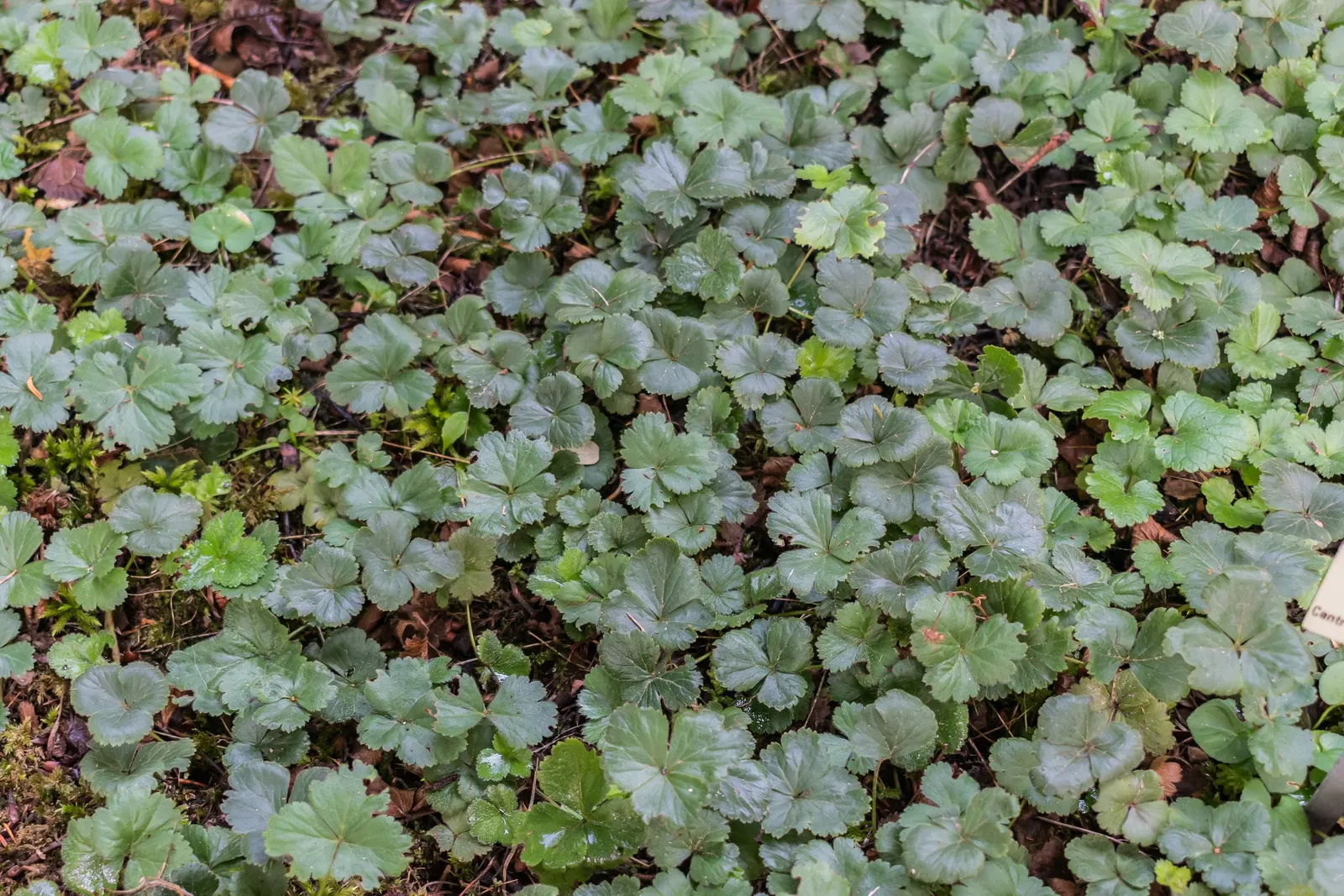 Siberian Barren Strawberry (Waldsteinia Ternata) — It's resistant to deer and rabbits