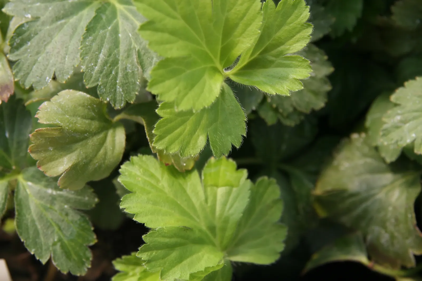 Siberian Barren Strawberry (Waldsteinia Ternata) — Siberian Barren Strawberry (Waldsteinia ternata) is a hardy