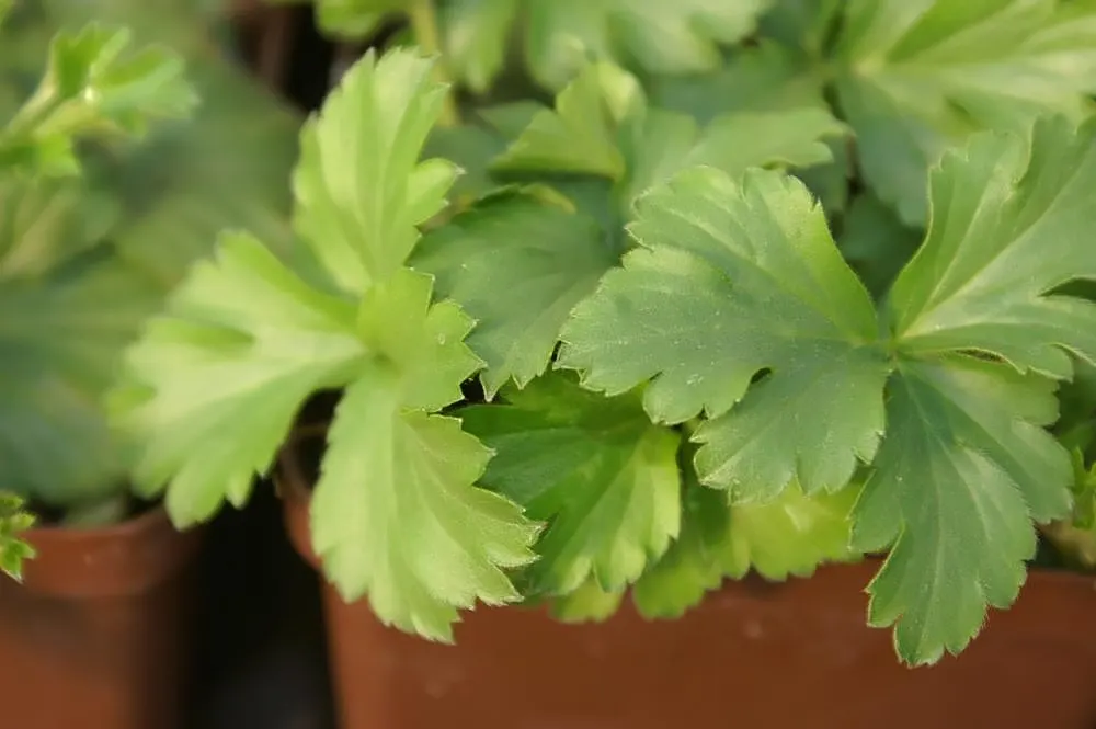 Siberian Barren Strawberry (Waldsteinia Ternata) — commonly known as the Siberian Barren Strawberry